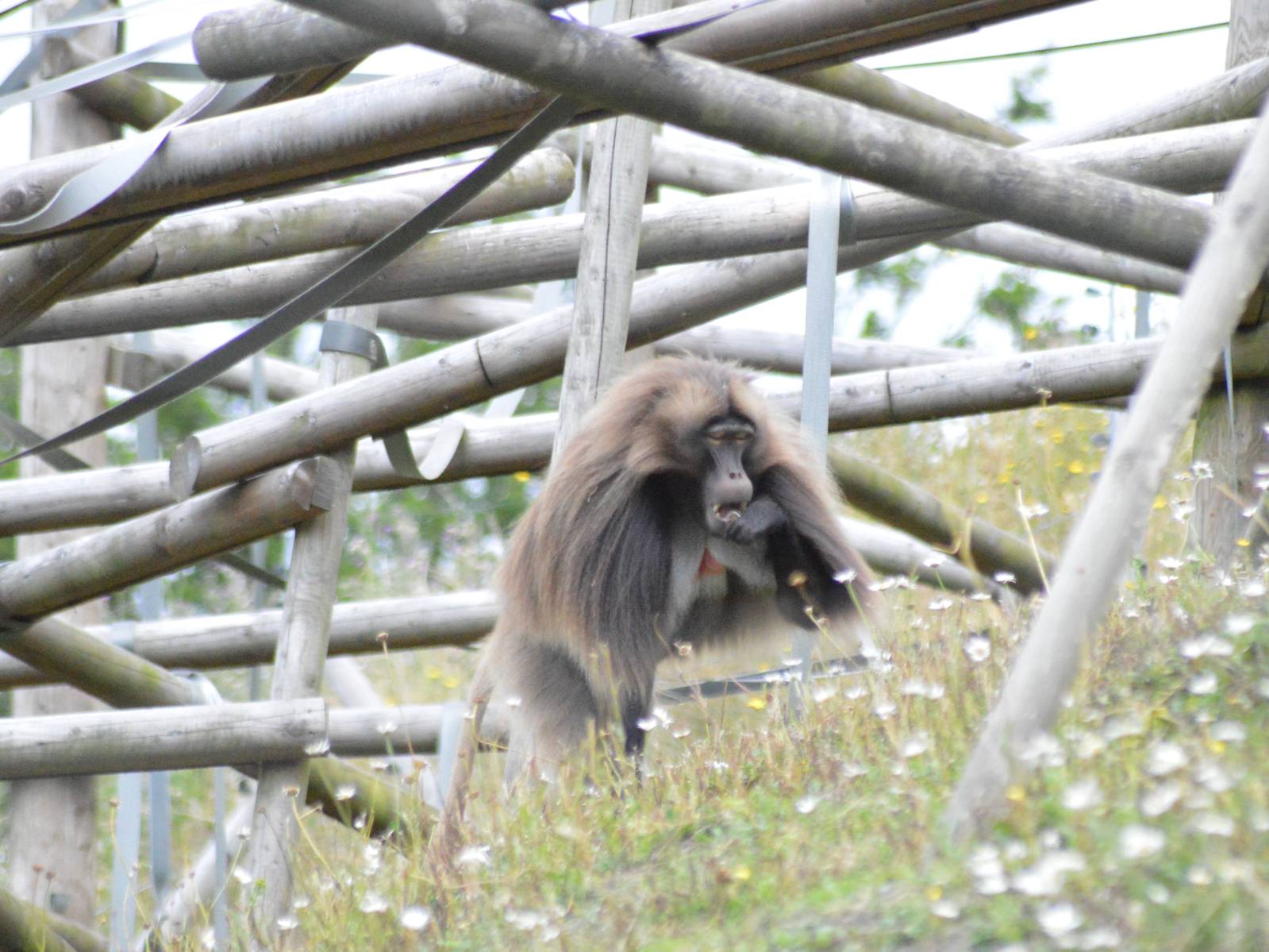 Gelada baboon