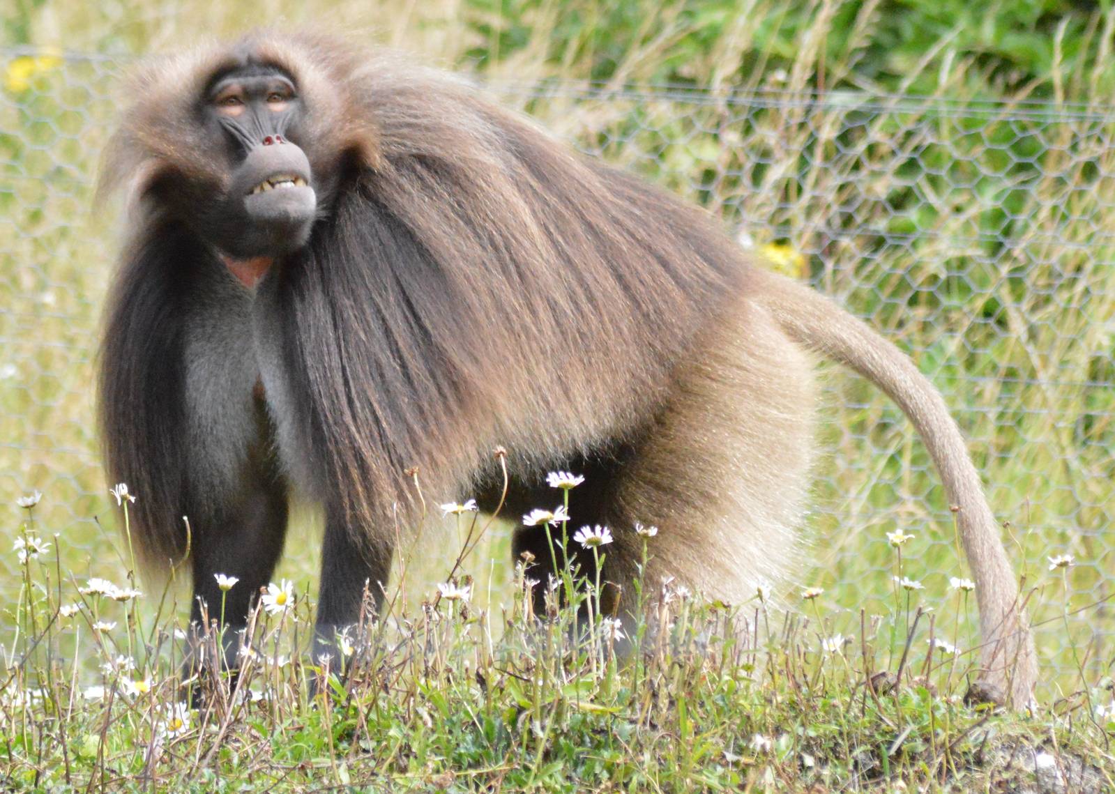 Gelada baboon