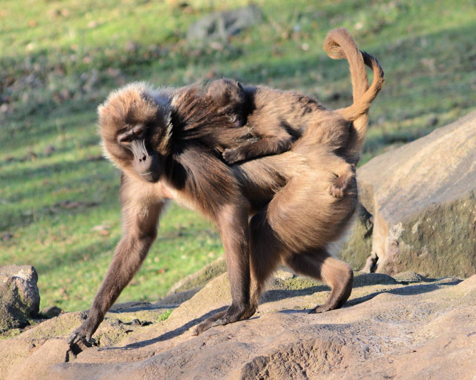 Gelada Baboon