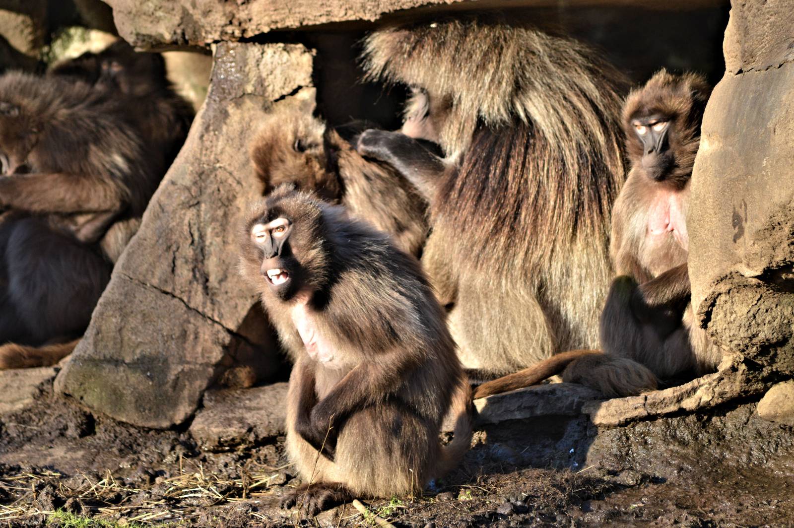 Gelada Baboon