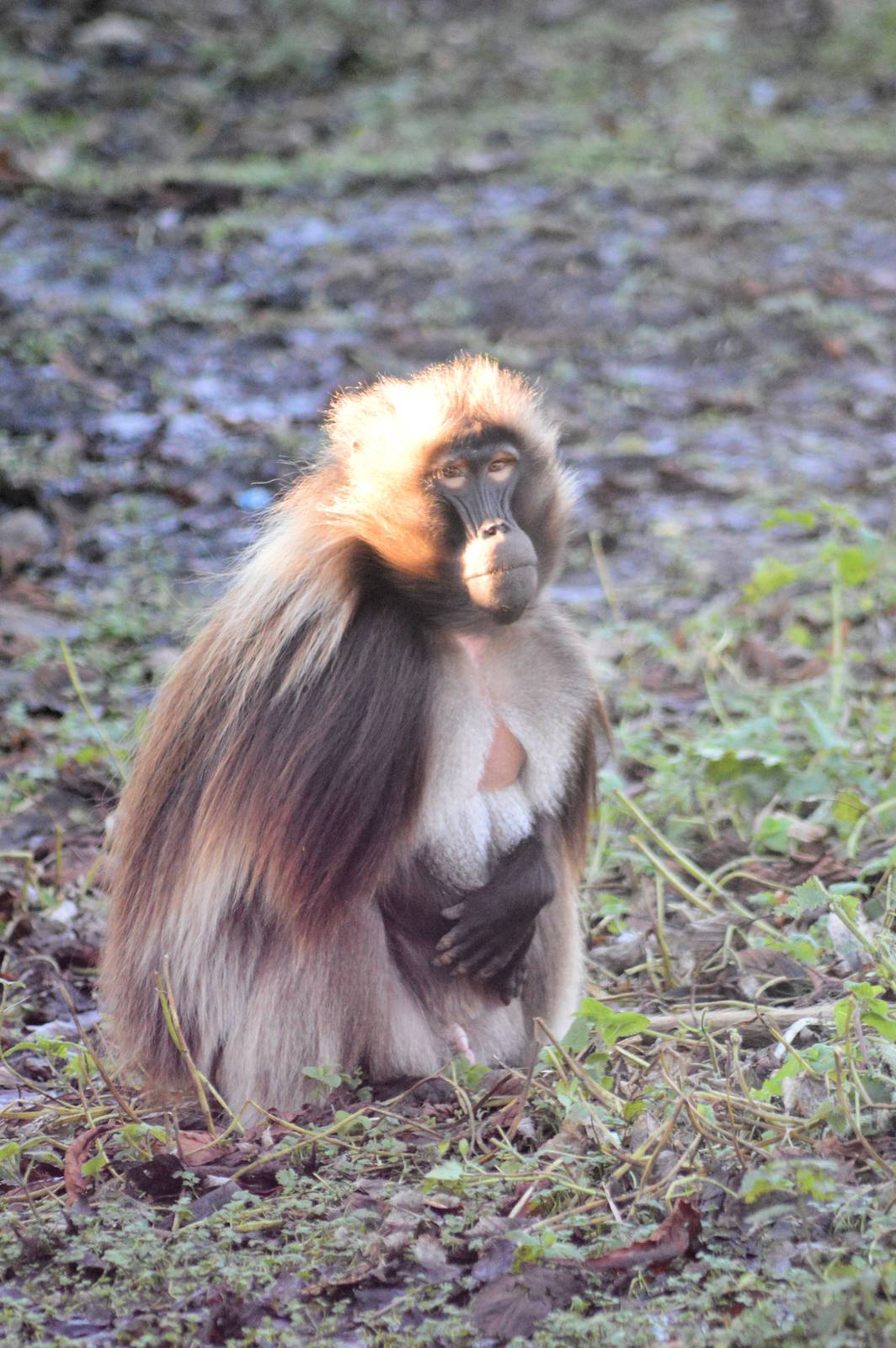 Gelada Baboon