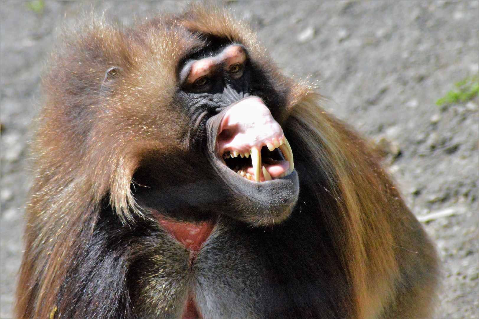 Gelada baboon