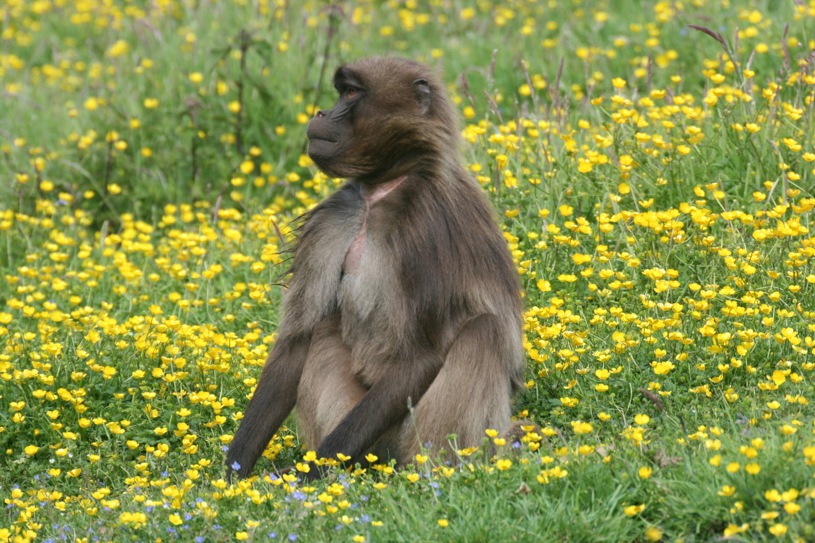 Gelada Baboon