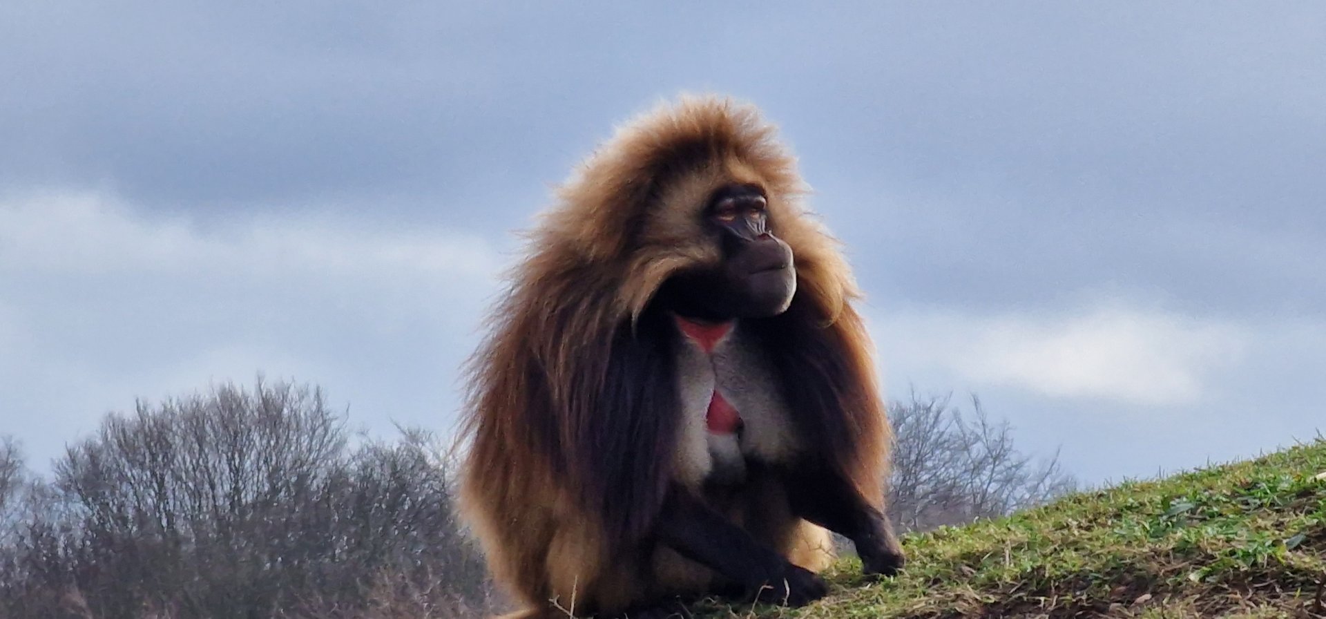 Gelada baboon