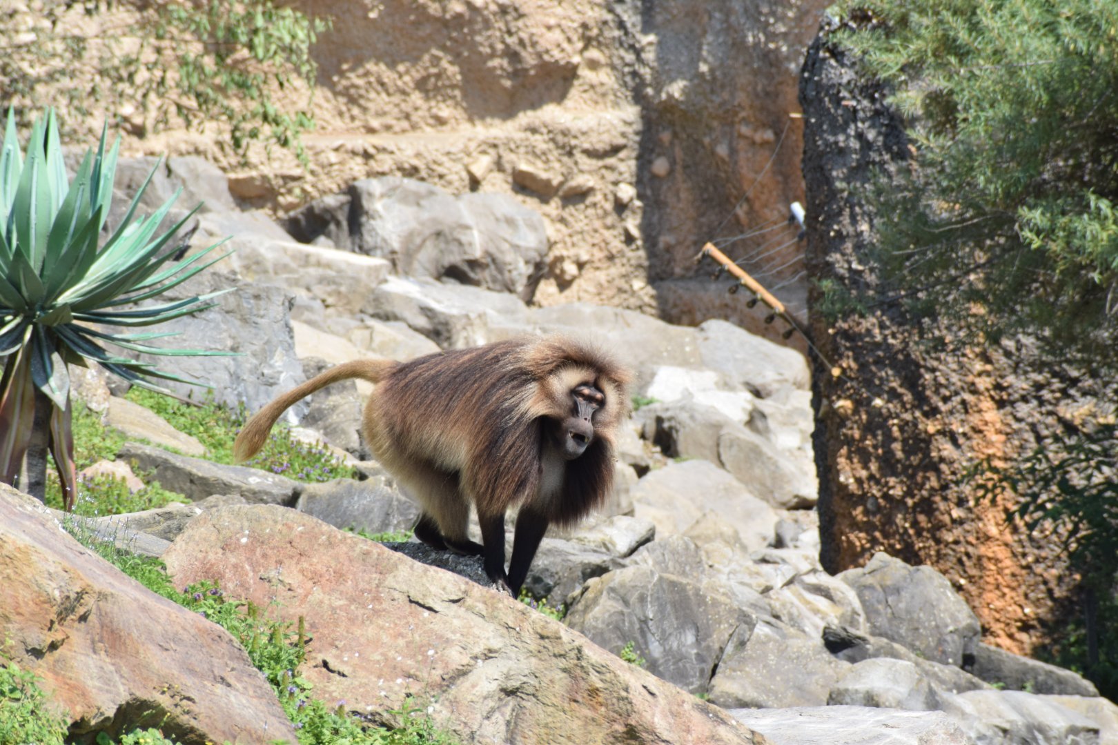 Gelada baboon