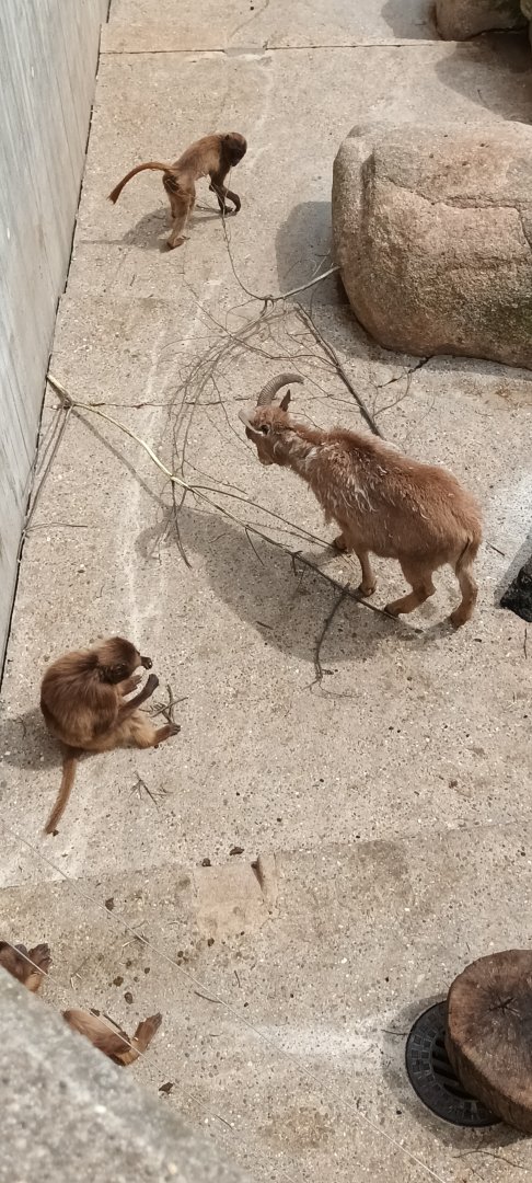 Gelada Baboons and Aoudad