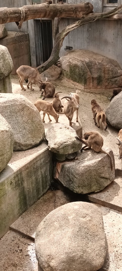 Gelada Baboons and Aoudads