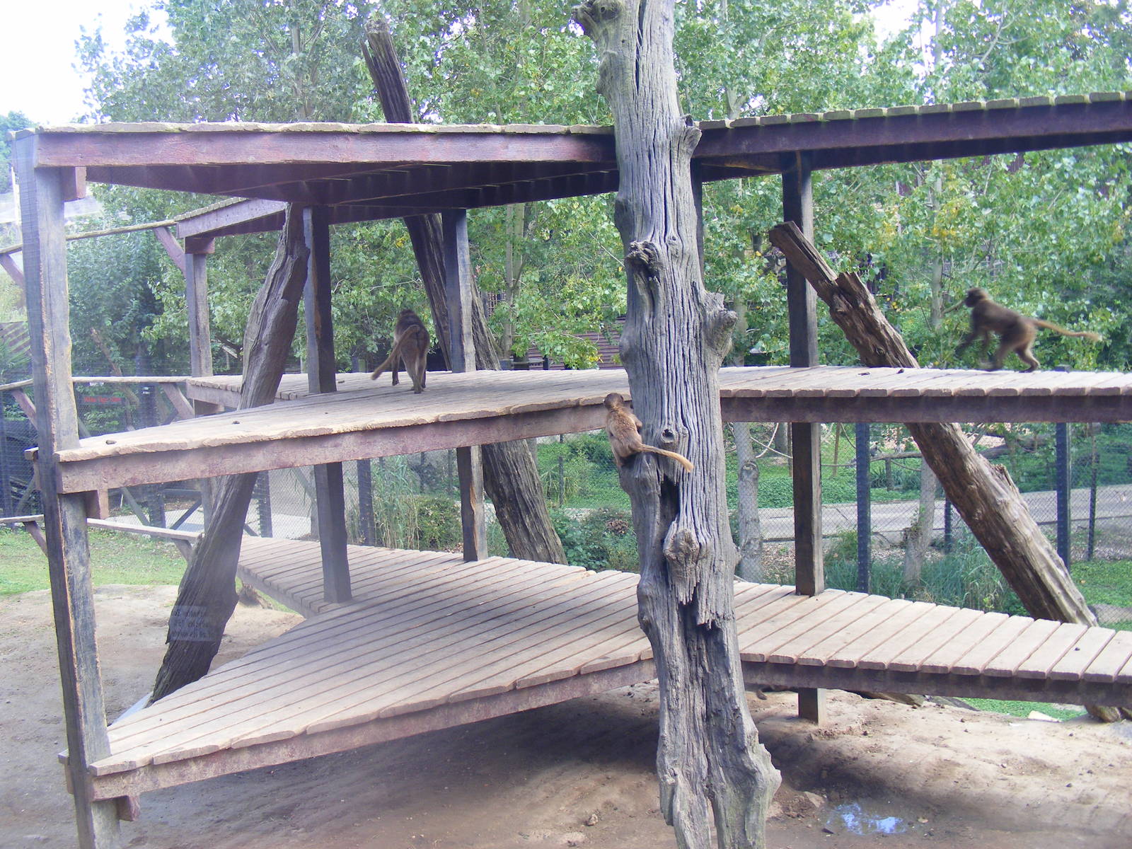 Gelada baboons at Colchester Zoo, 17 September 2010