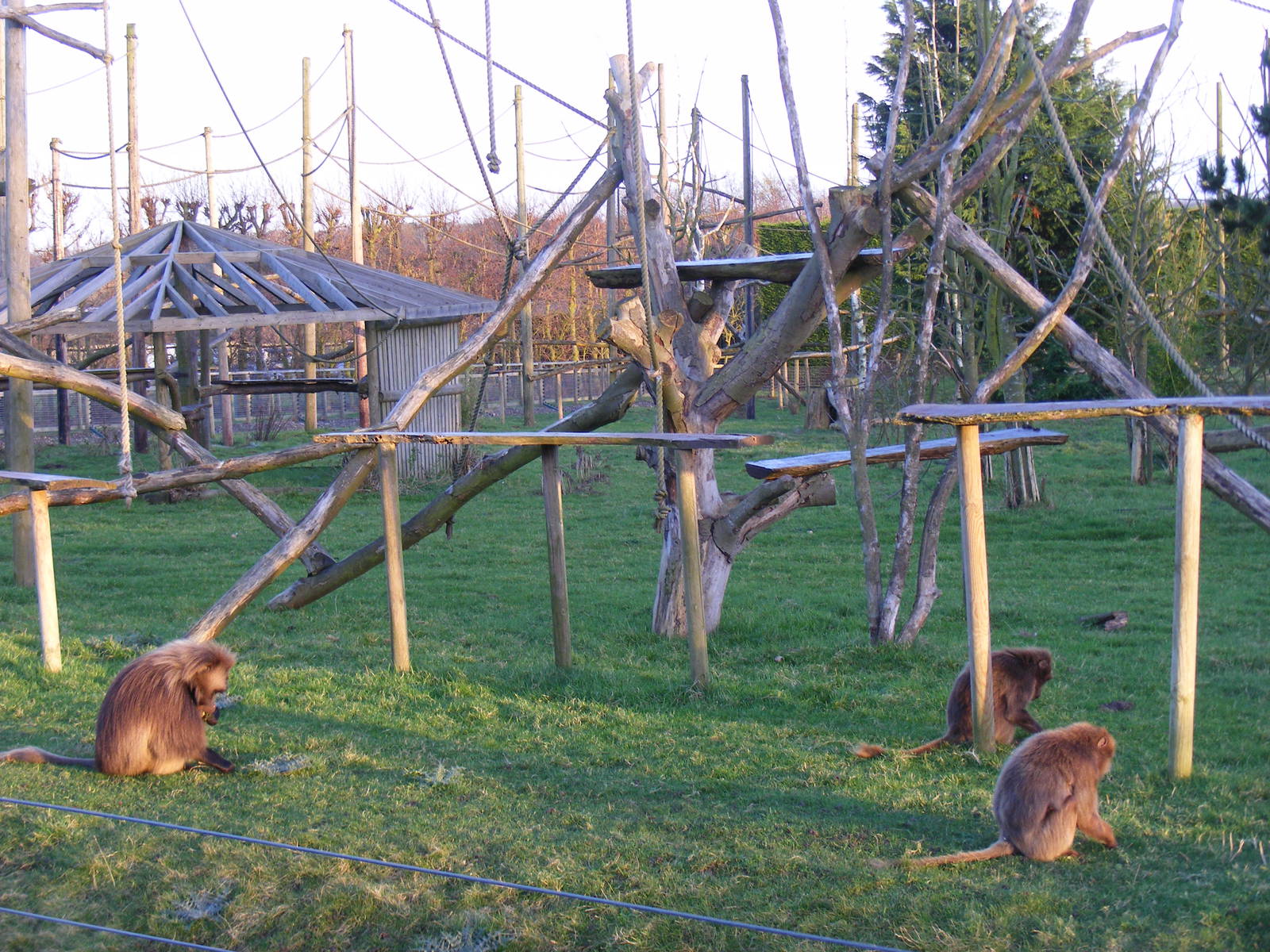 Gelada baboons at Howletts Wild Animal Park, 12 February 2011