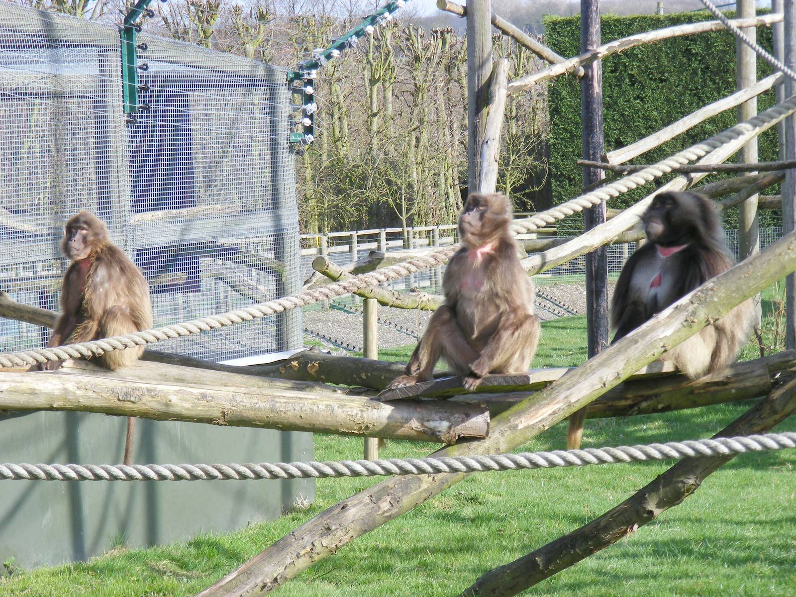 Gelada baboons at Howletts Wild Animal Park, 3 April 2010