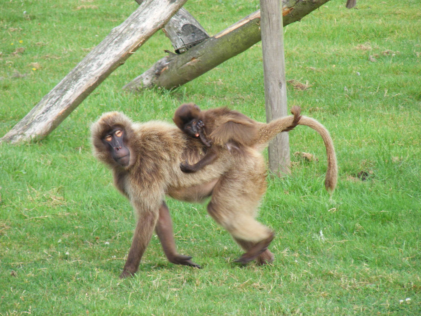 Gelada baboons at Howletts Wild Animal Park, 4 September 2011