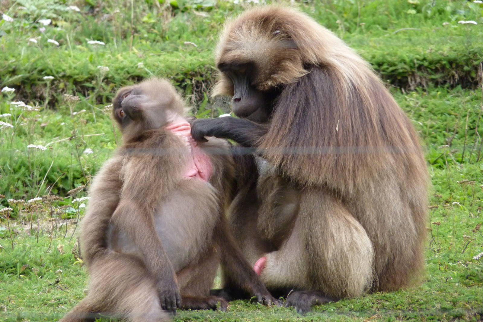 Gelada baboons, September 2016