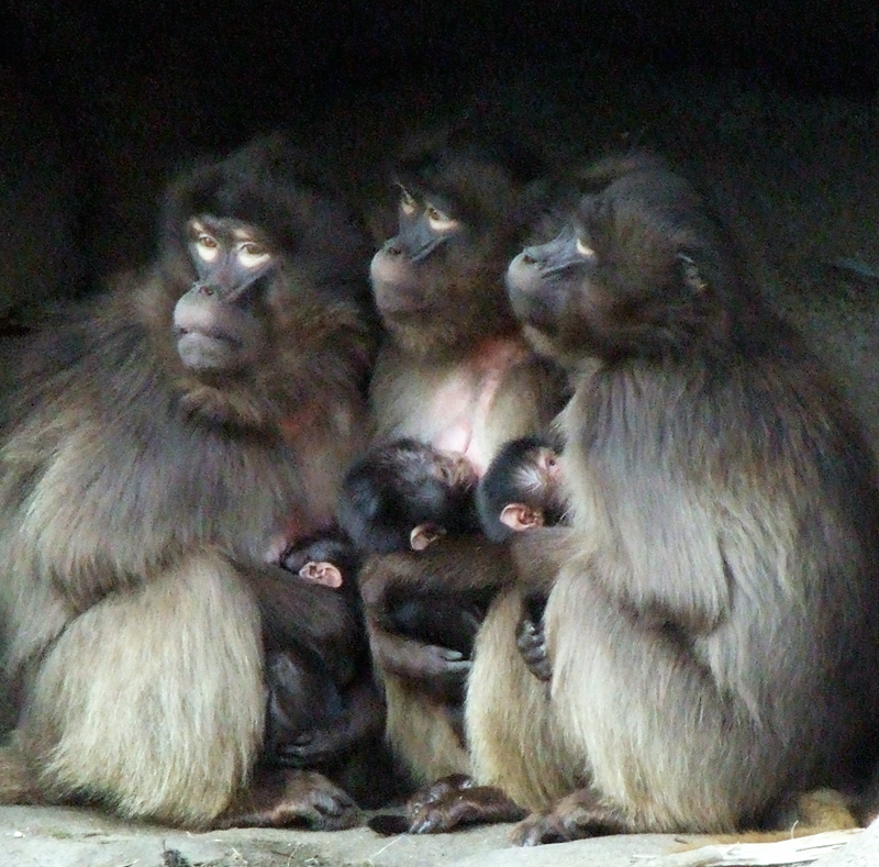 Gelada Baboons - The three new babies