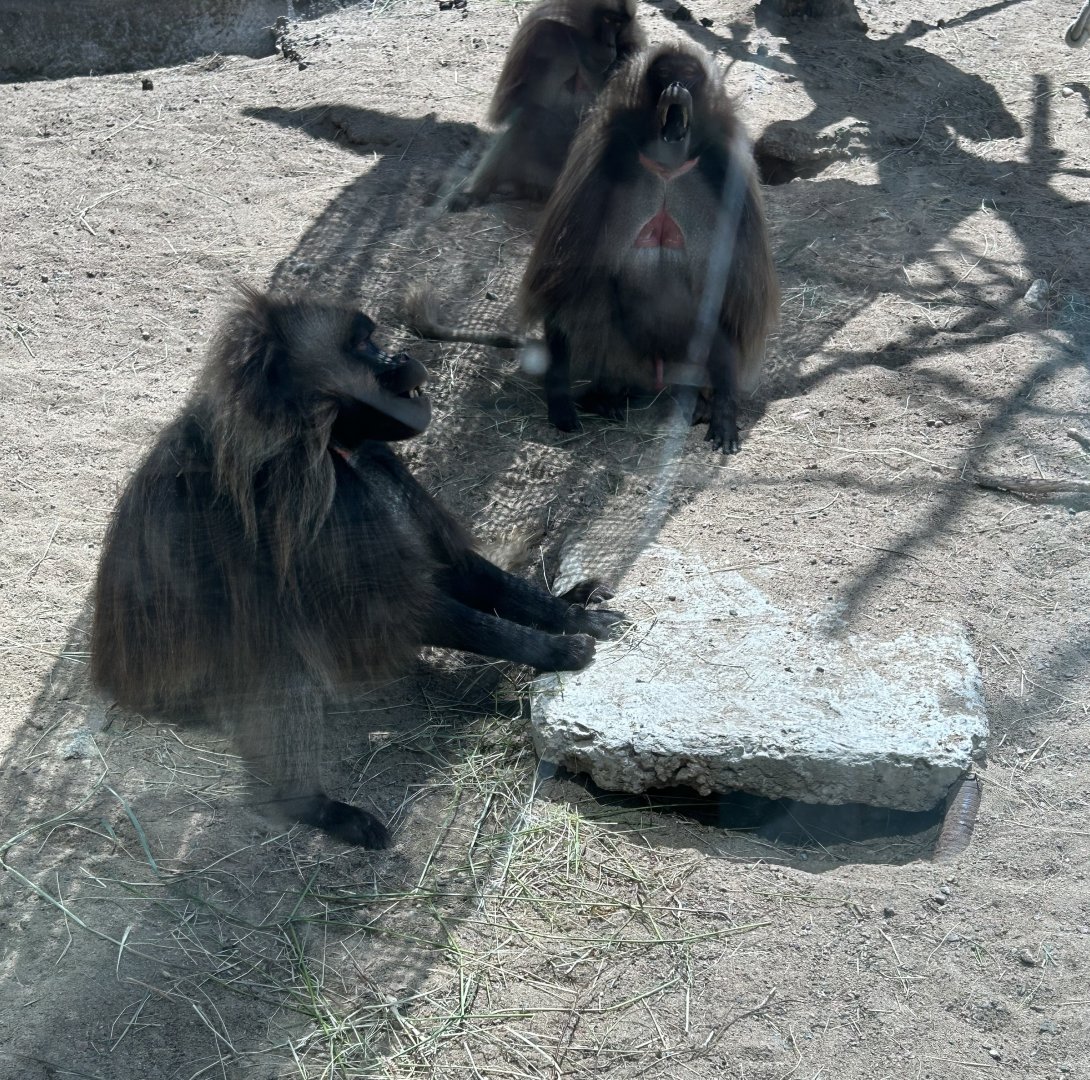 Gelada baboons