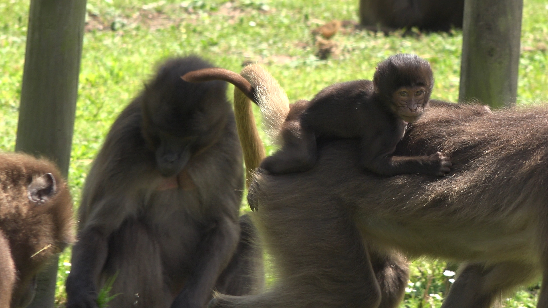 Gelada baby