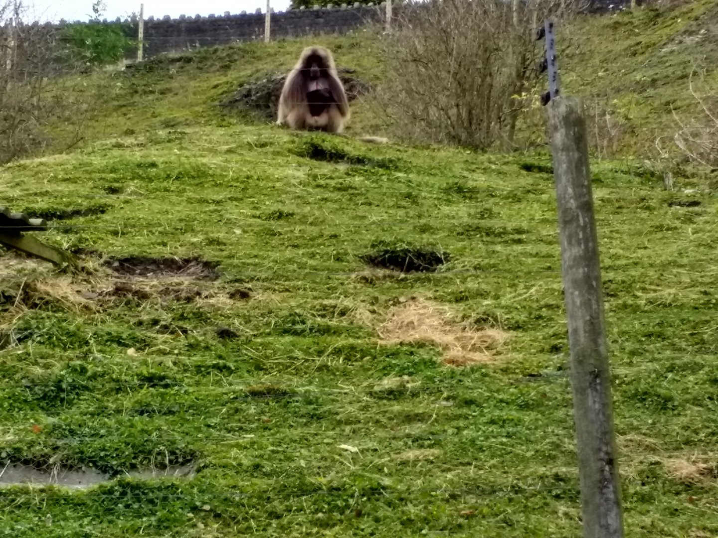Gelada bachelor group
