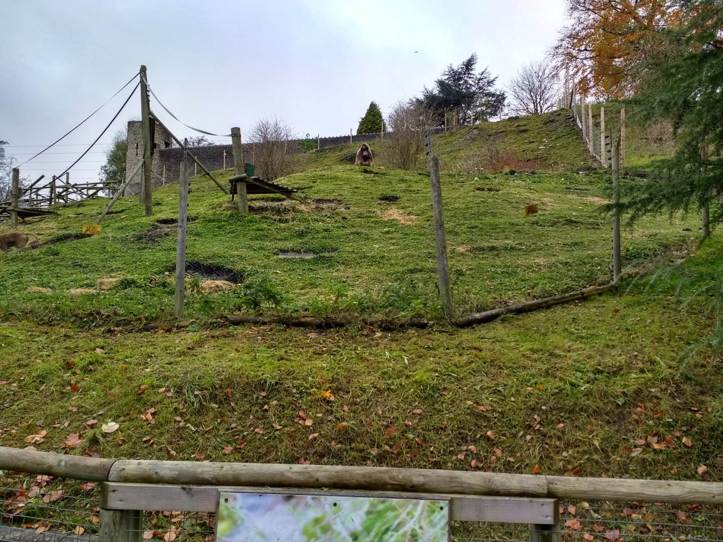 Gelada bachelor group