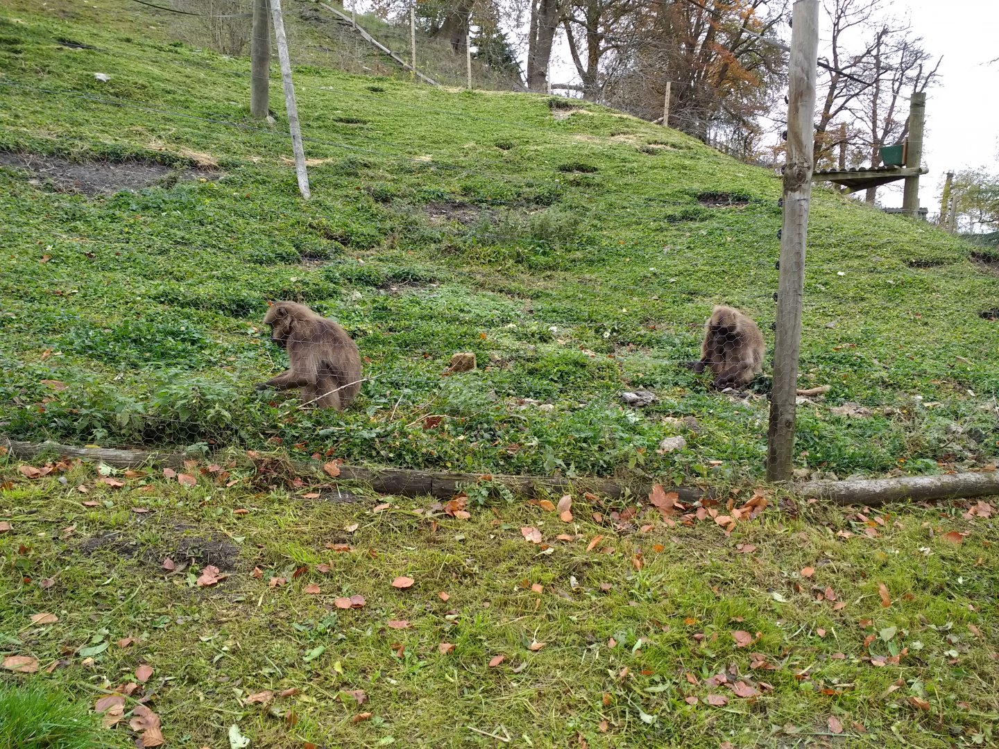 Gelada bachelor group
