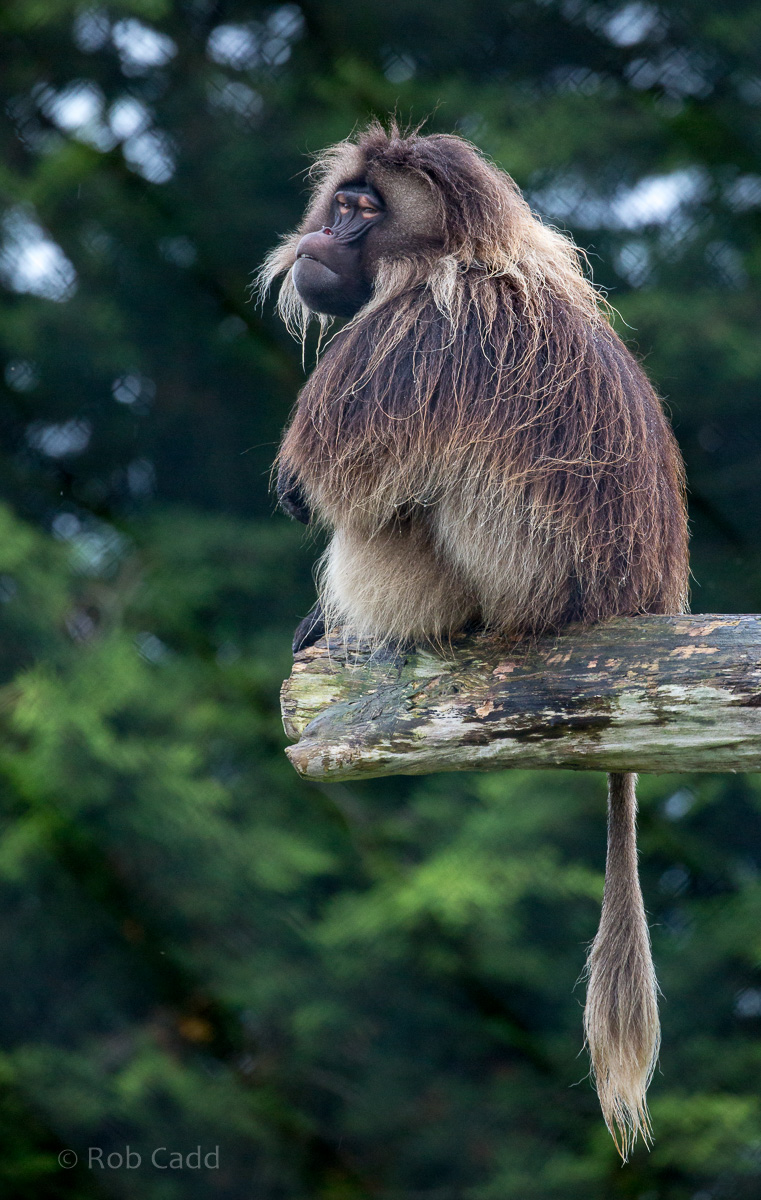 Gelada : Banham Zoo : 29 Sep 2017