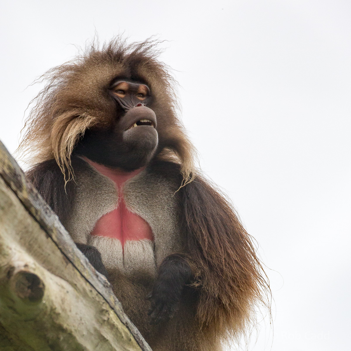 Gelada : Banham Zoo : 29 Sep 2017