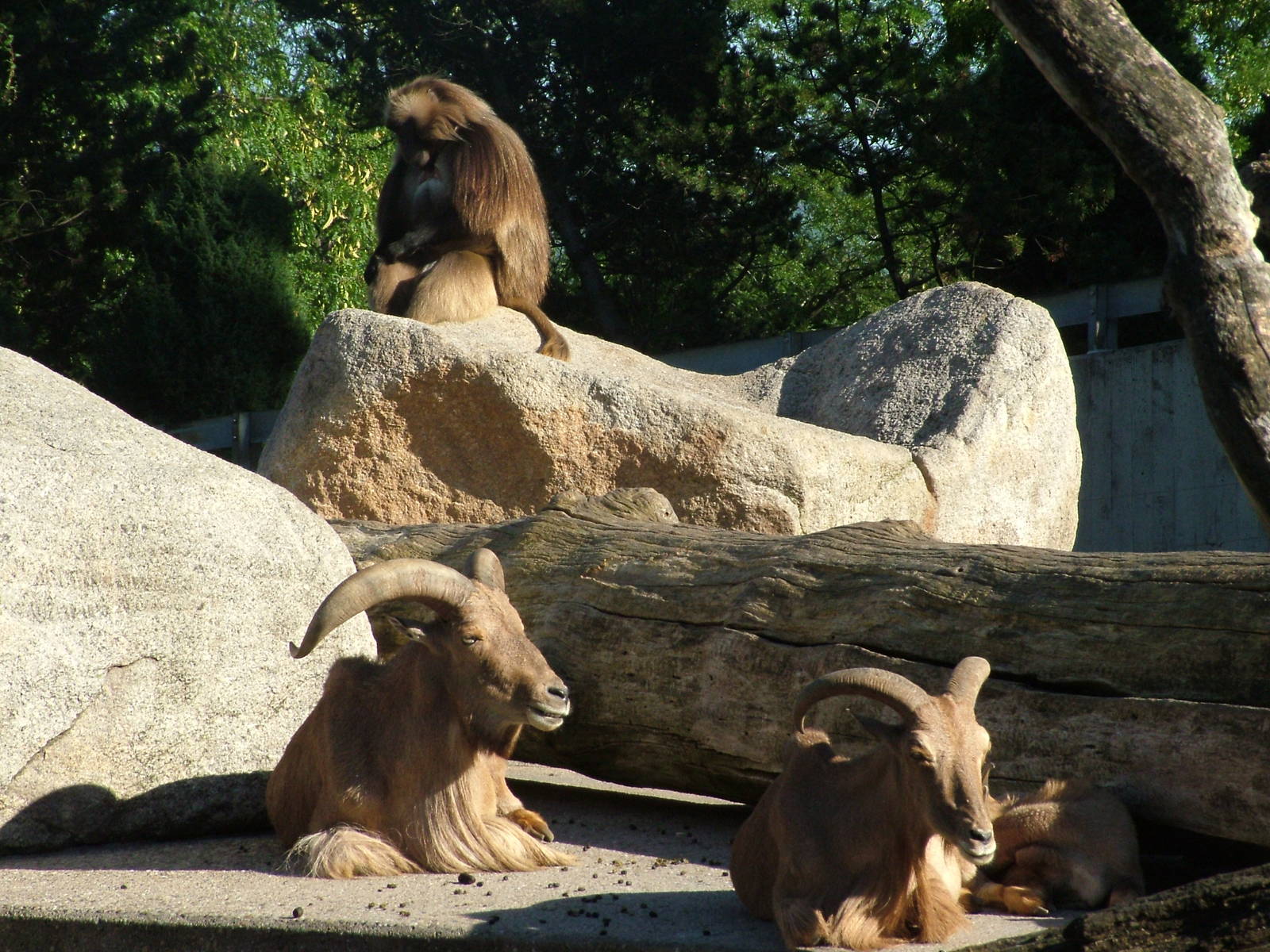 Gelada, Barbary Sheep and Hyrax enclosure at Wilhelma, Stuttgart 2006