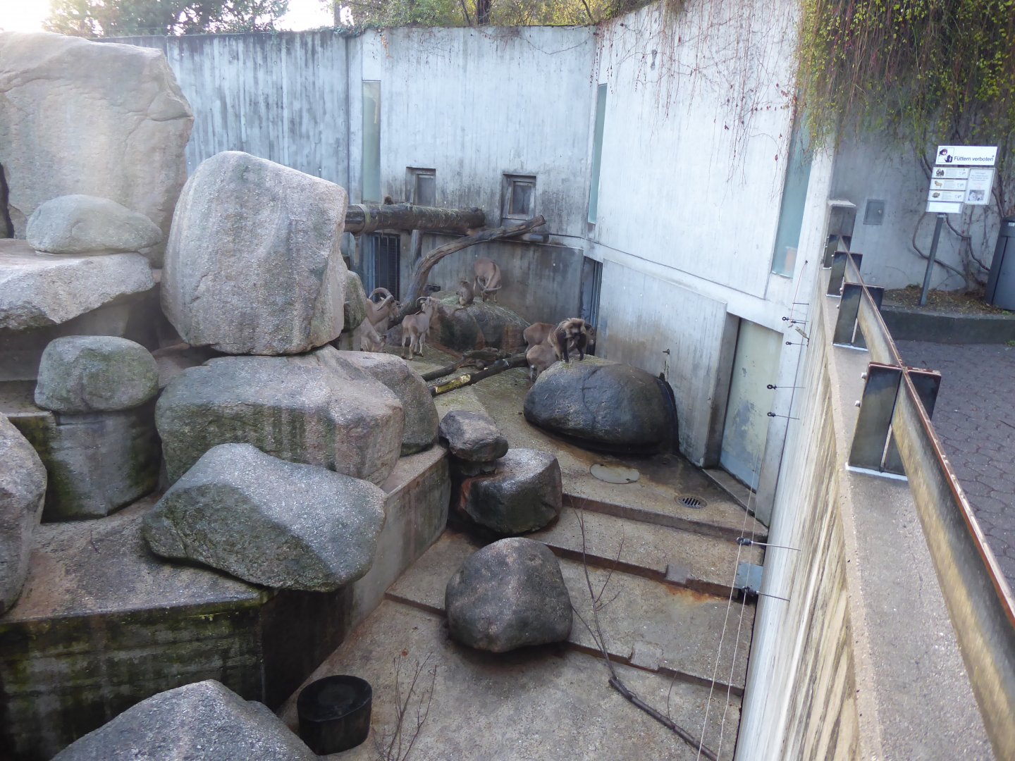 Gelada, Barbary sheep and Rock hyrax exhibit 011218
