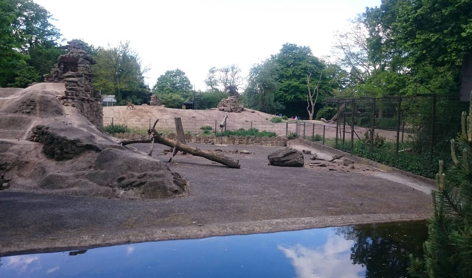 Gelada - Barbary sheep enclosure