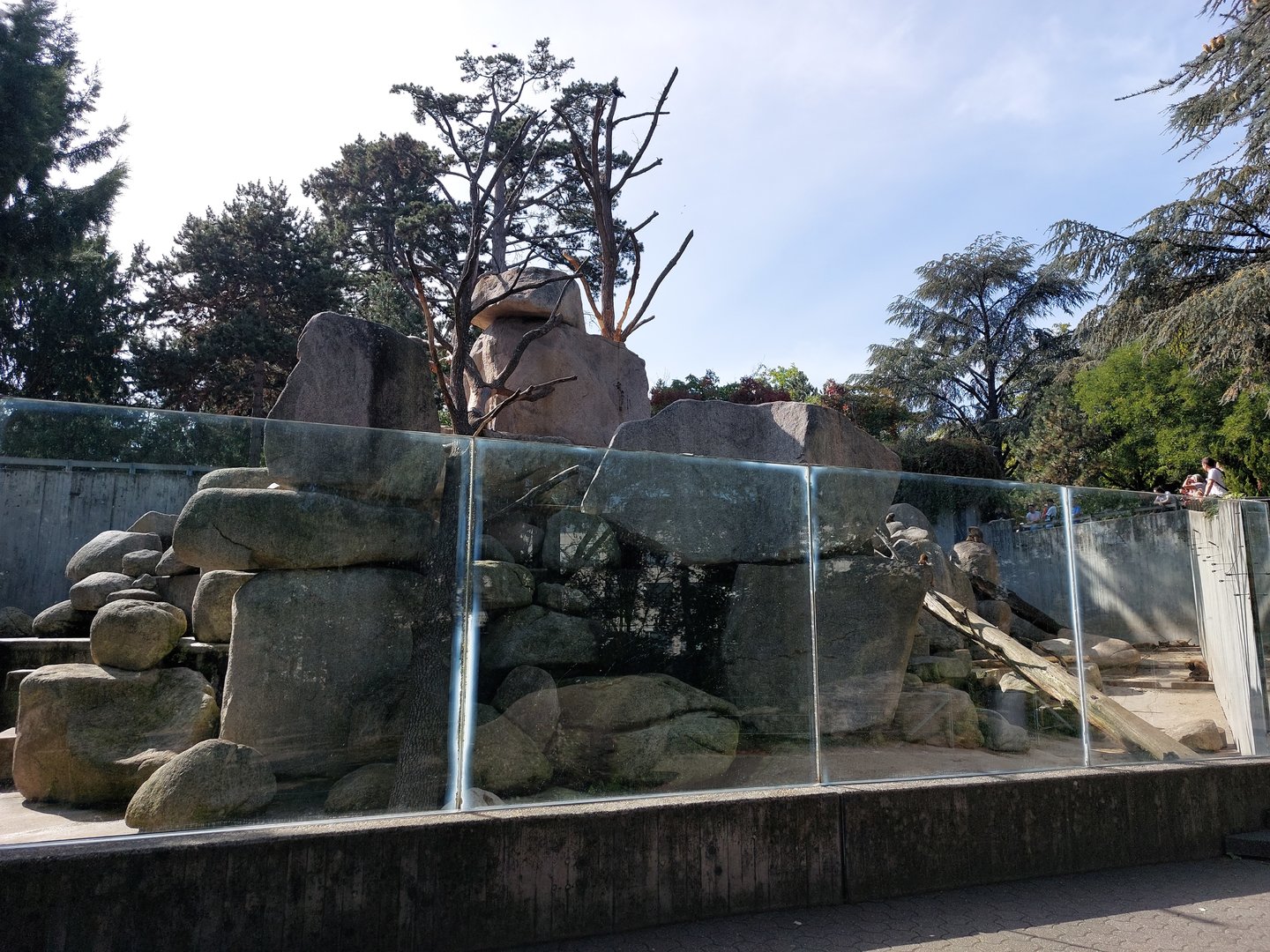 Gelada, Barbary sheep & rock hyrax exhibit
