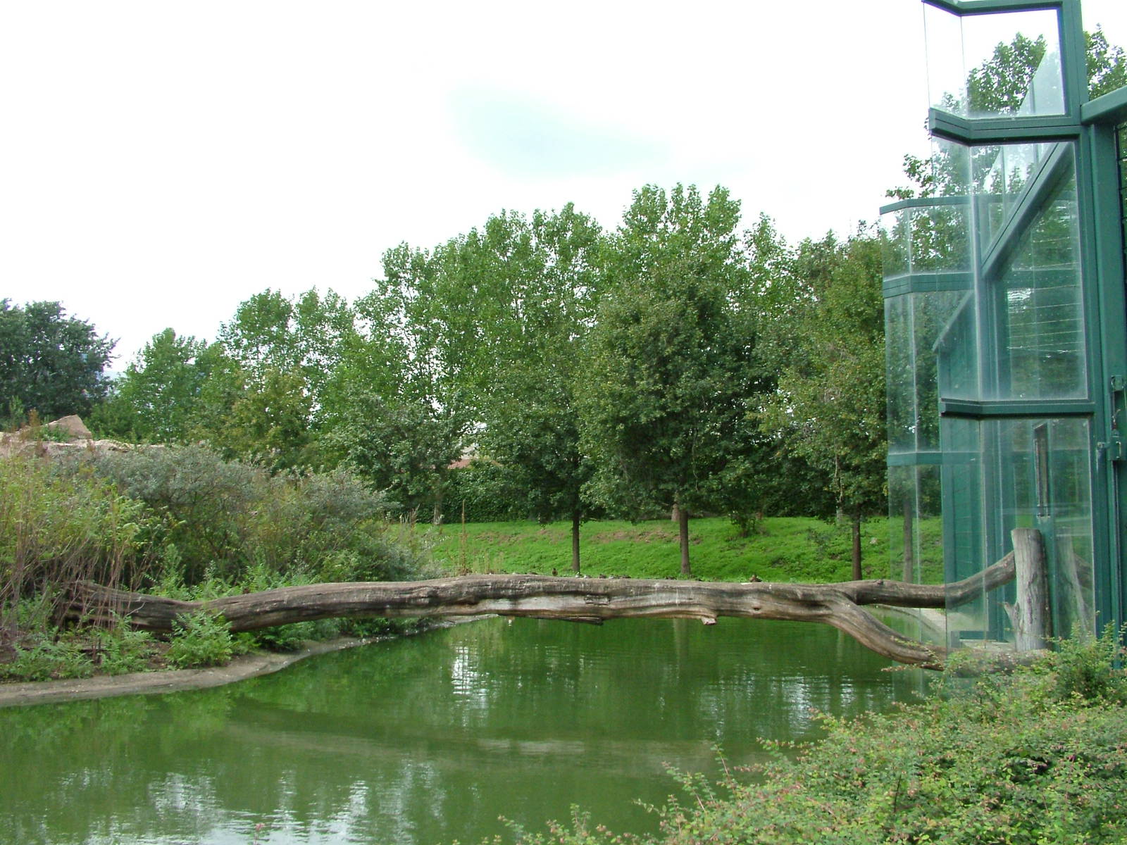 Gelada Bridge at Tierpark Berlin, 30/08/11