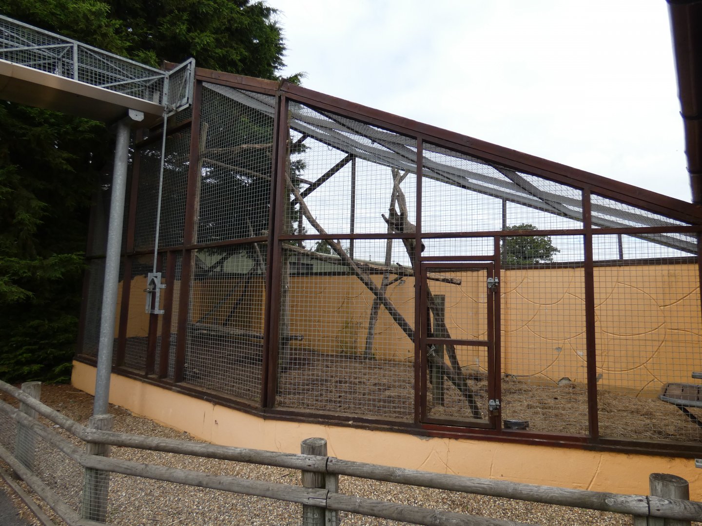 Gelada caged enclosure
