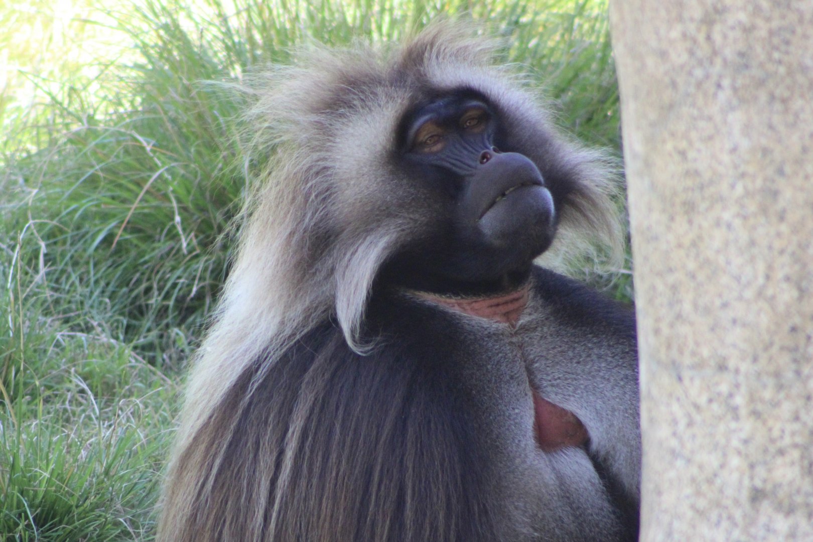 Gelada Closeup (T. gelada)