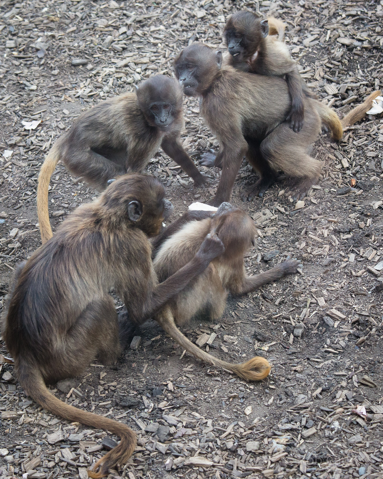 Gelada : Colchester : 22 Aug 2014