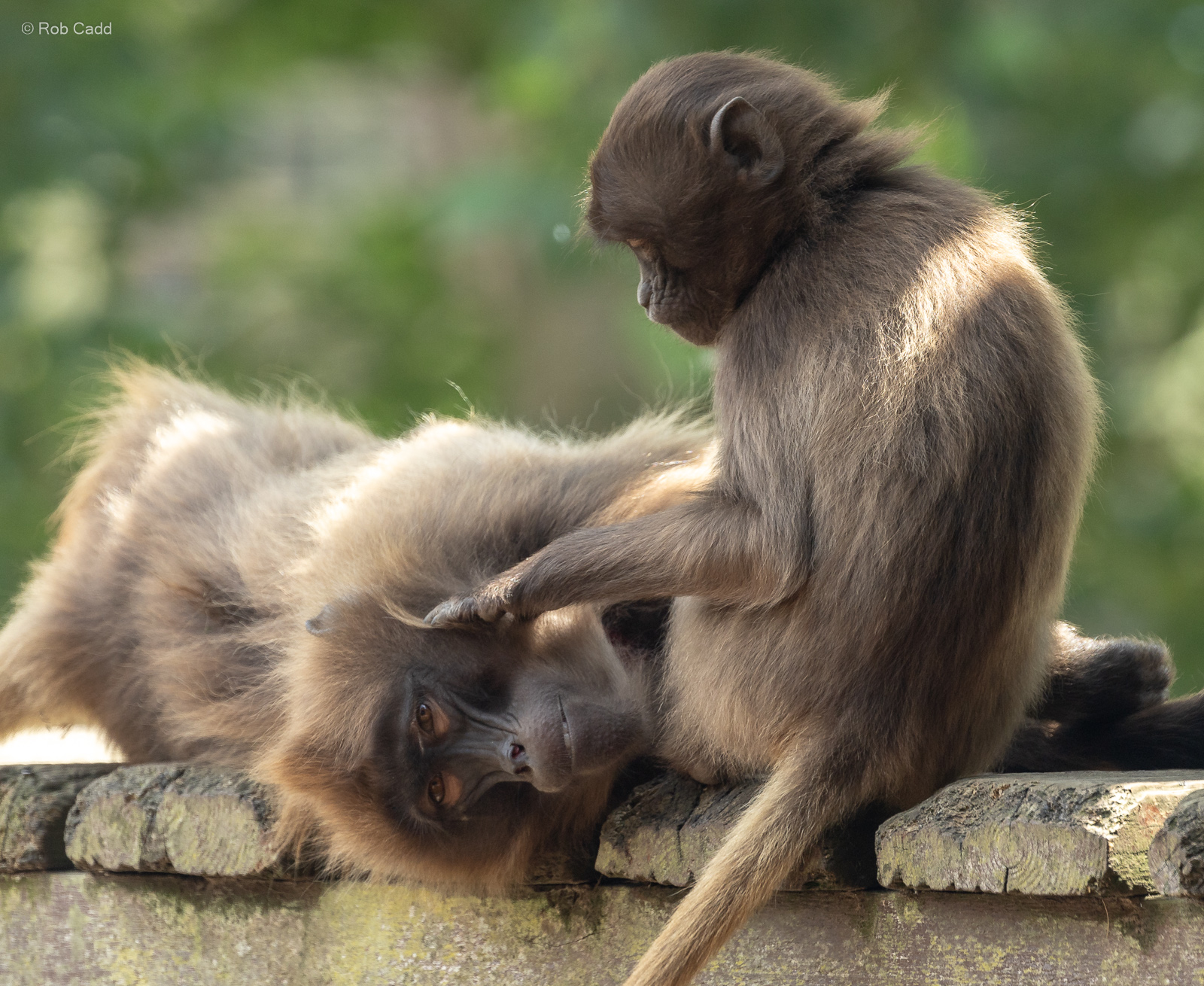 Gelada : Colchester Zoo : 21 Jun 2024