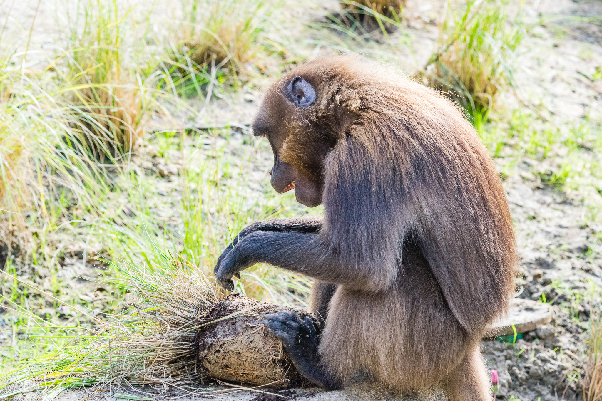 Gelada destroying the grass that was just planted. Ethiopian Highlands.