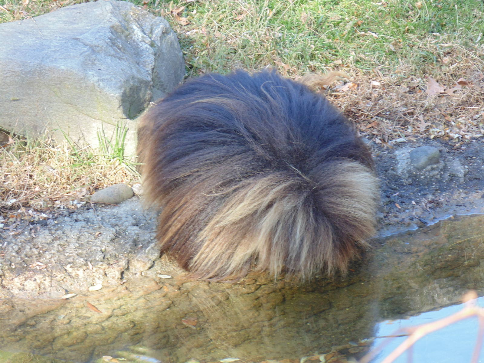 Gelada Drinking