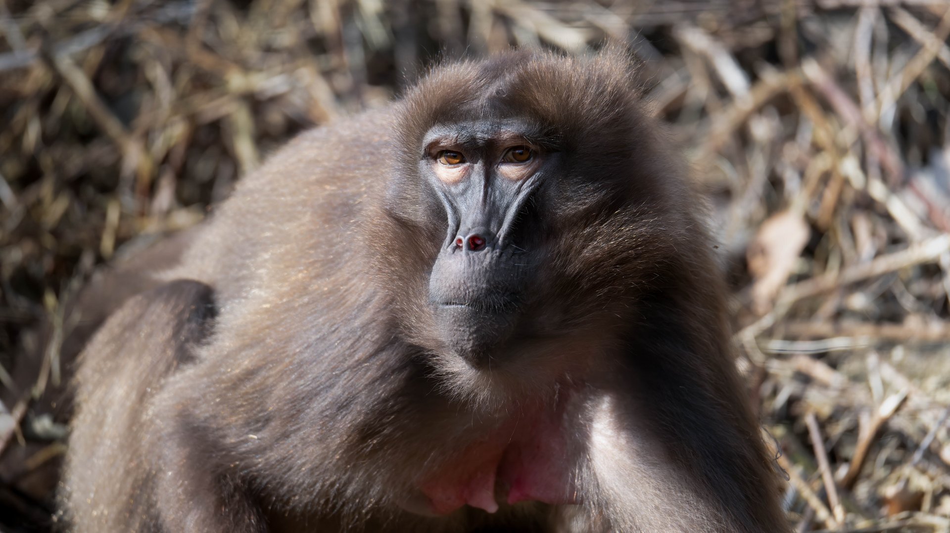 Gelada, Dudley, UK