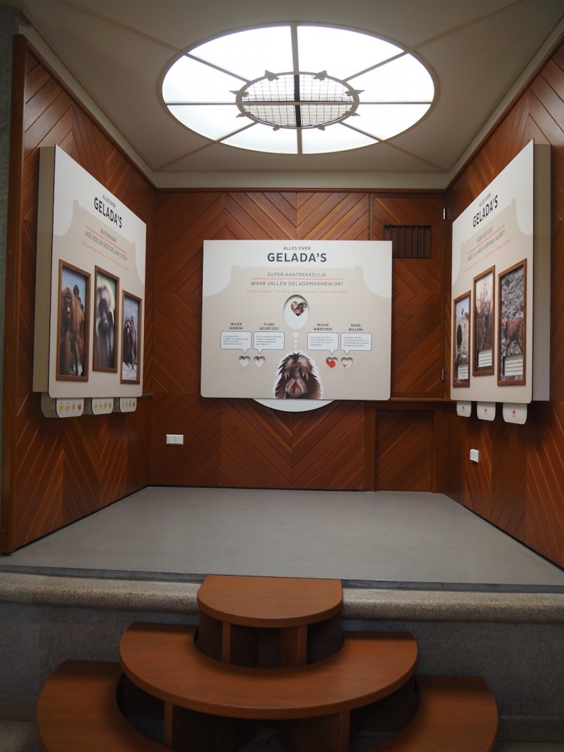 Gelada educational materials in renovated old predator house, 2024-06-30