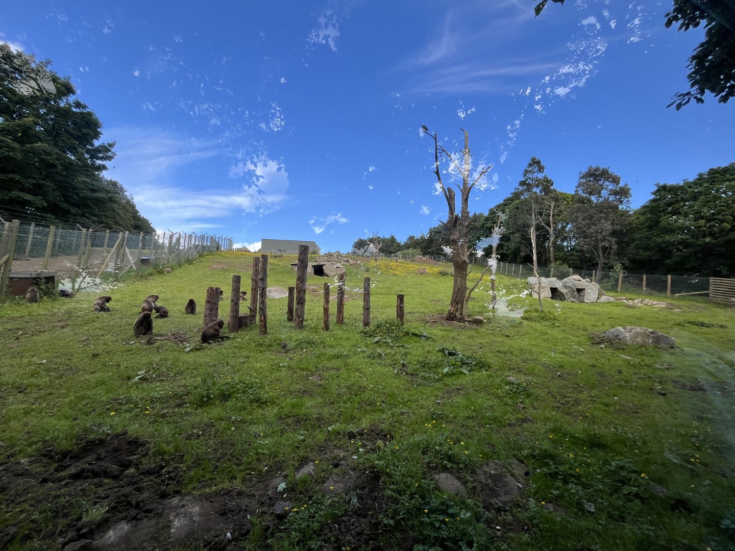 Gelada enclosure (0.5 version) 8.6.24