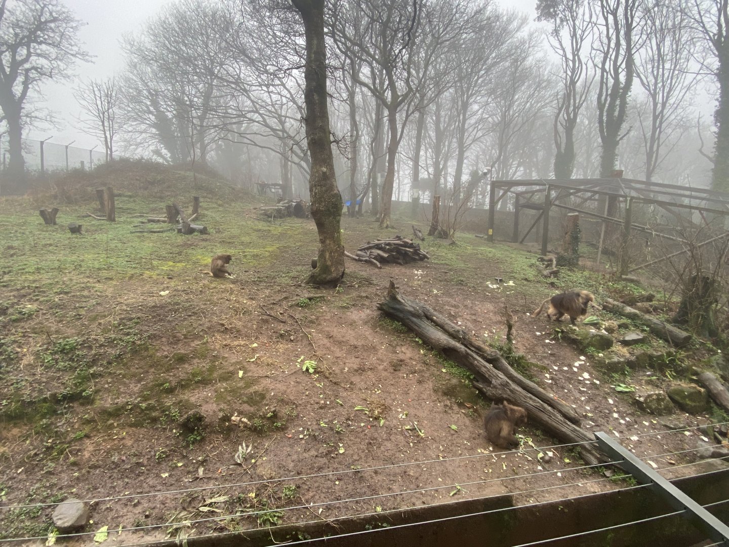 Gelada enclosure 140224