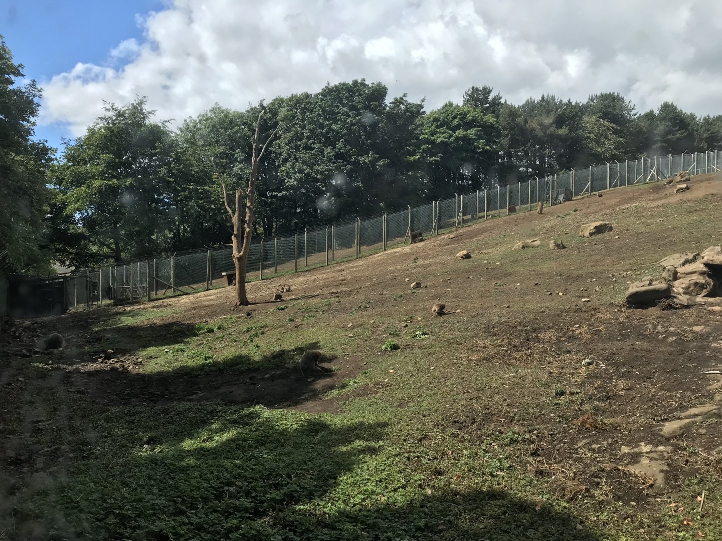 Gelada enclosure (2)
