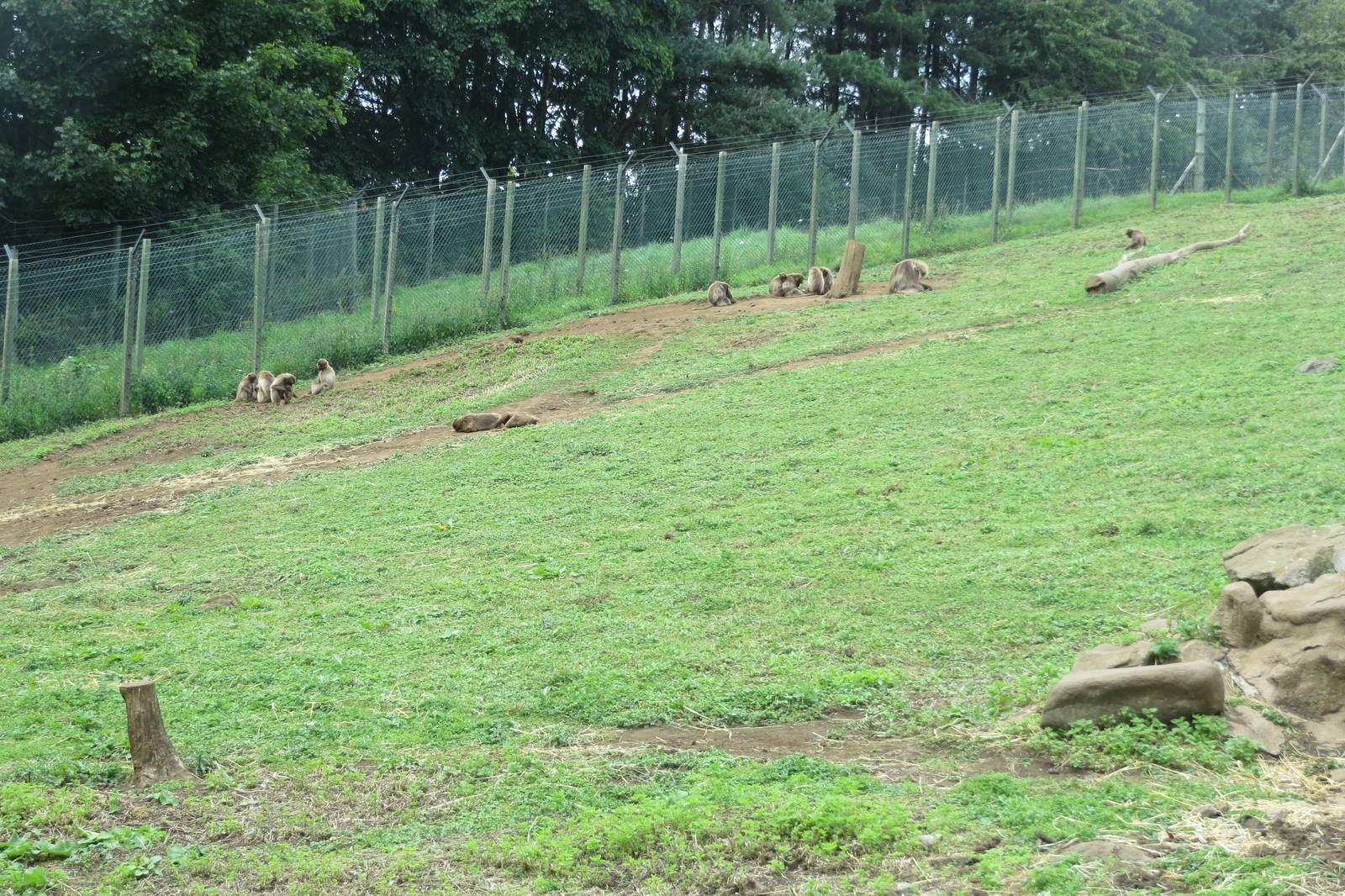 Gelada enclosure 240815