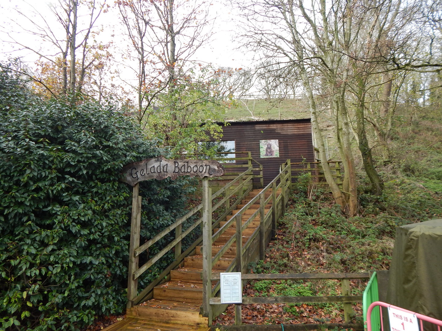 Gelada enclosure 241122
