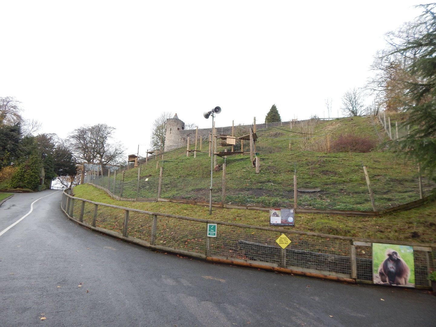 Gelada enclosure 241122