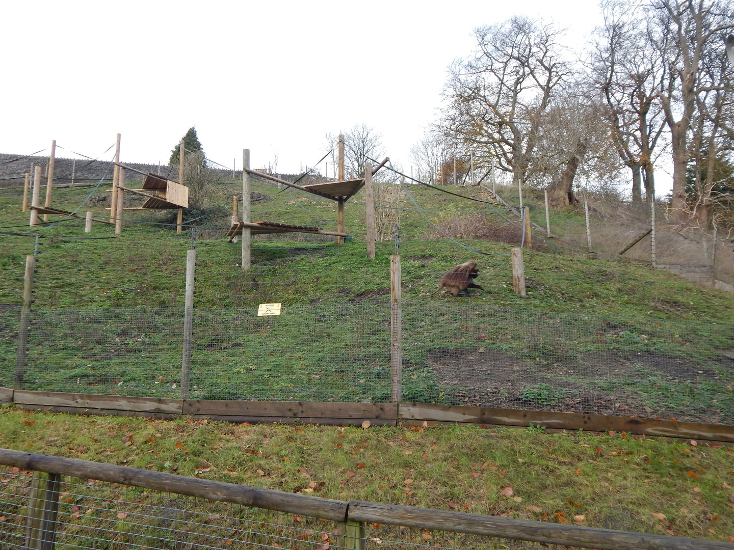 Gelada enclosure 241122