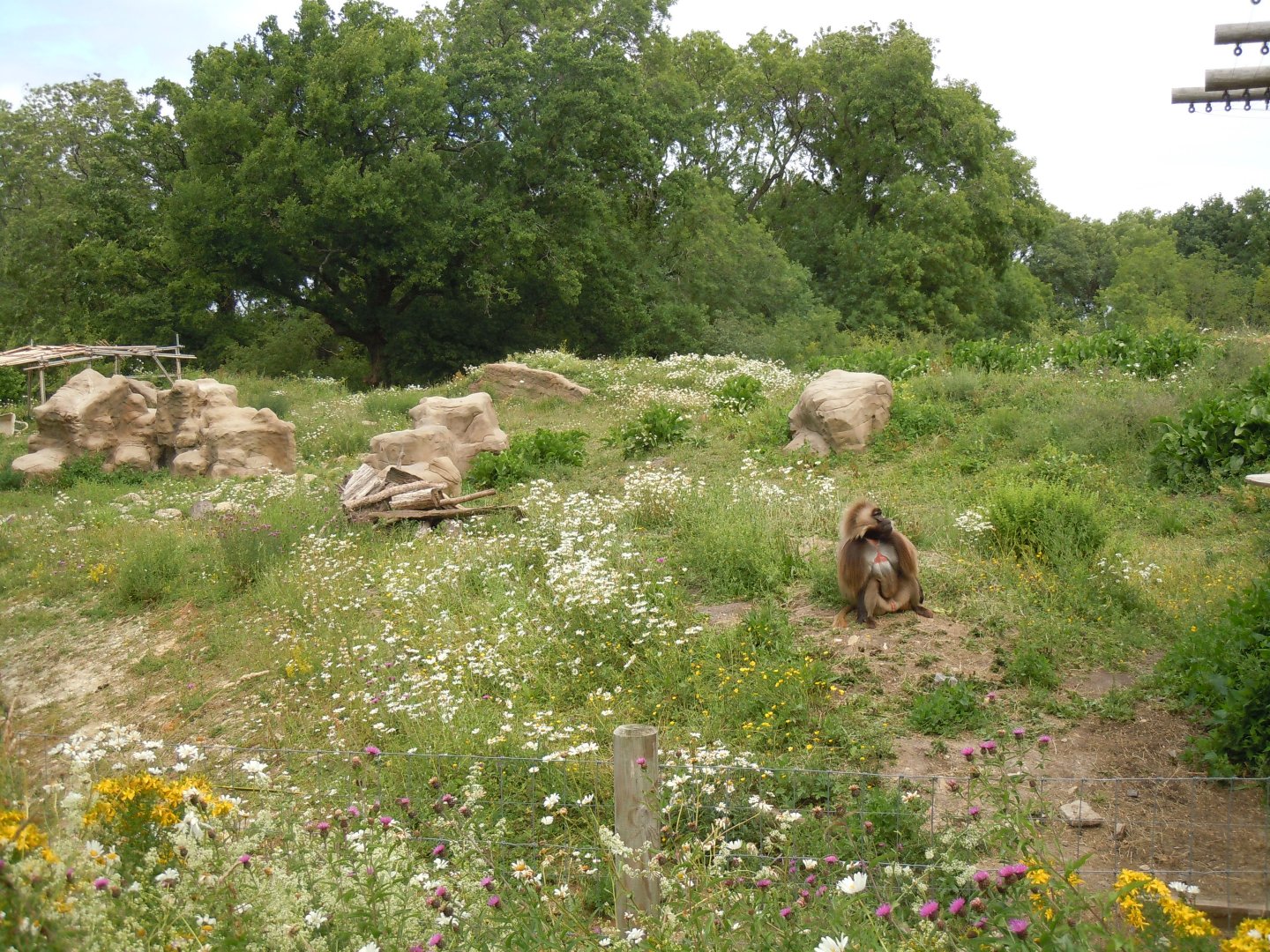 Gelada enclosure 290620