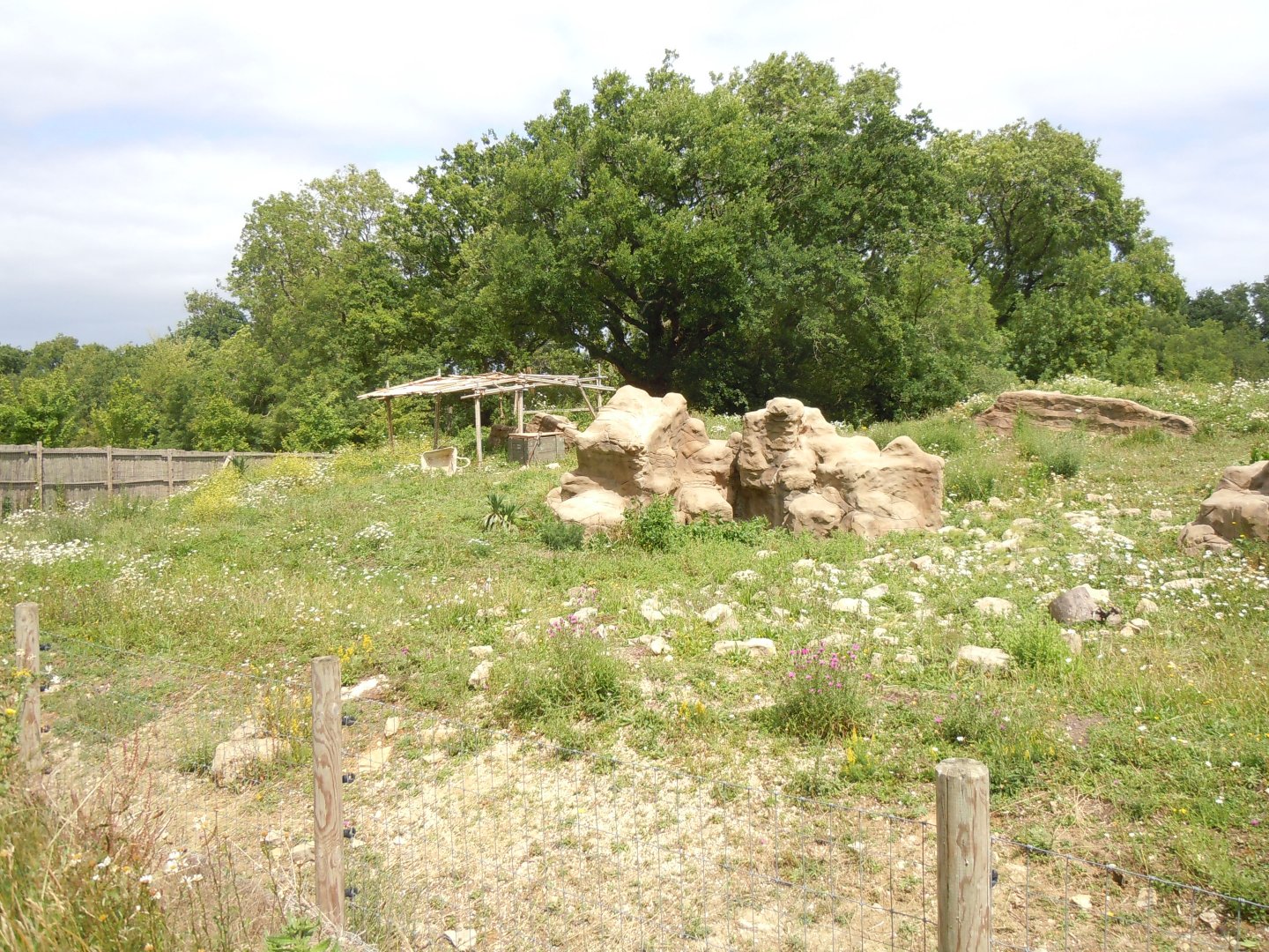 Gelada enclosure 290620