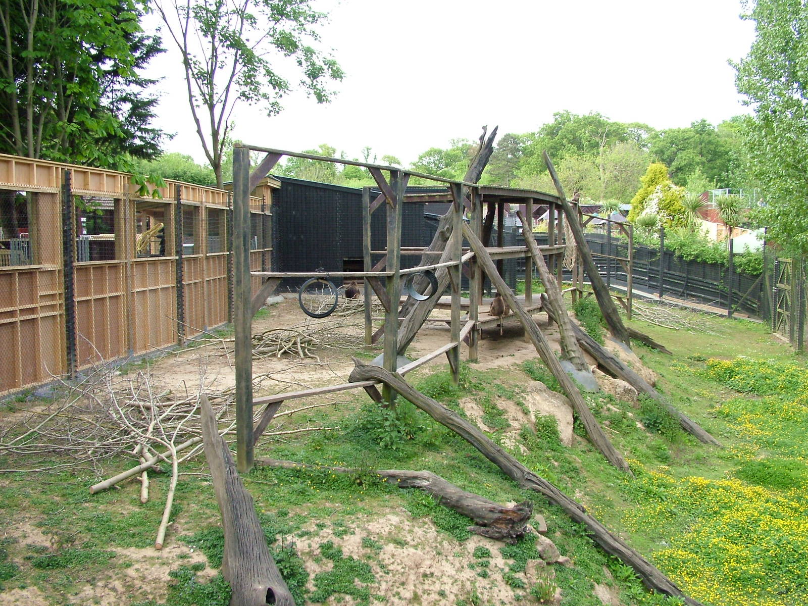 Gelada enclosure at Colchester 09/05/09