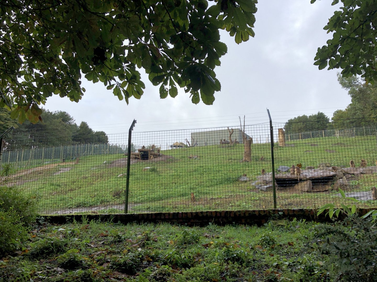 Gelada Enclosure at Edinburgh Zoo (2020)