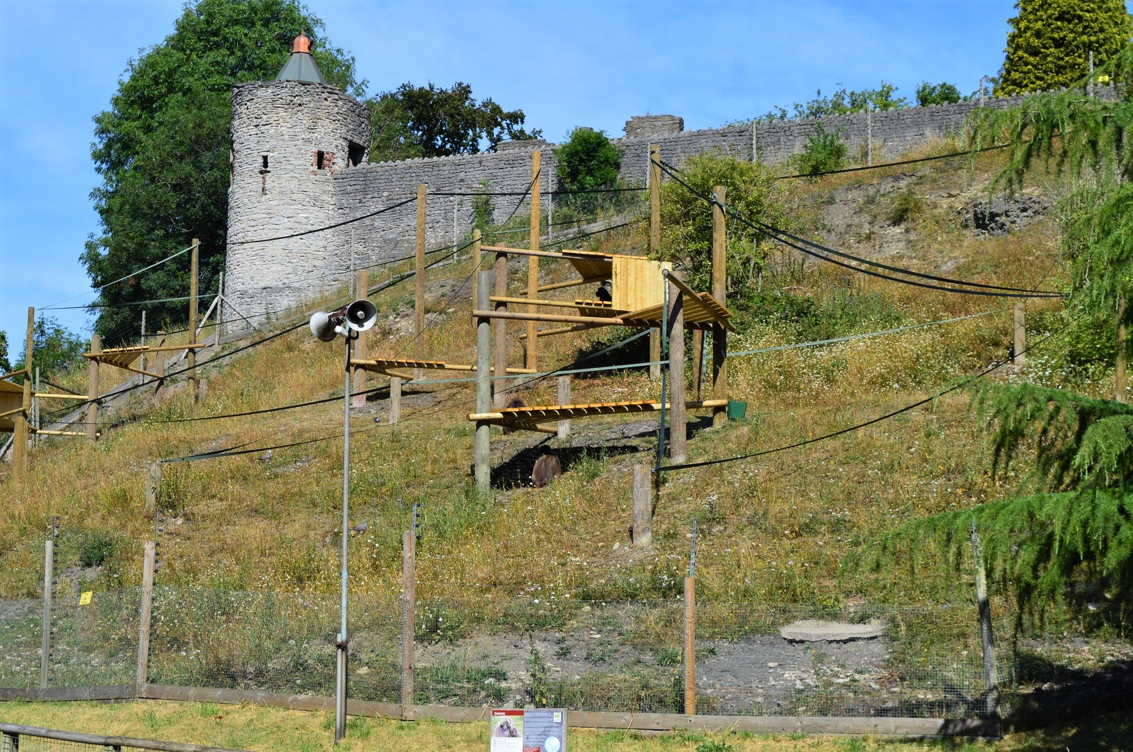 Gelada enclosure - bachelor group