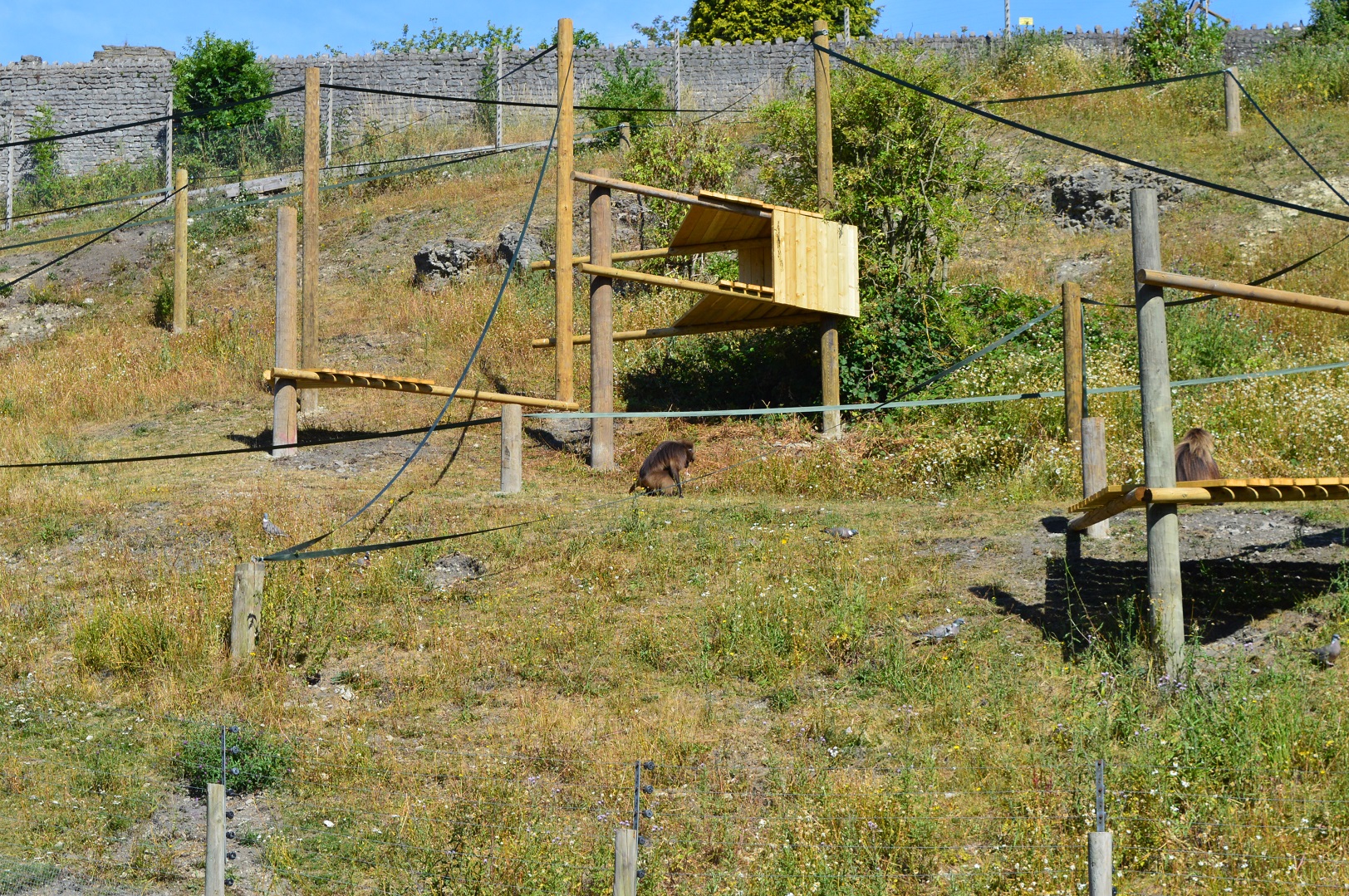 Gelada enclosure - bachelor group